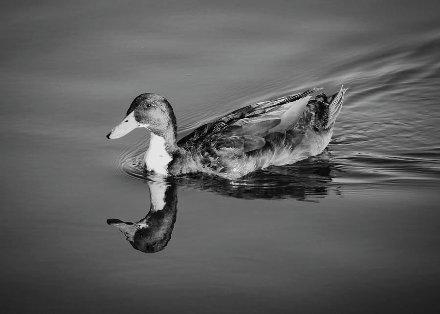 Duck in Black and White Photograph by Alison Frank