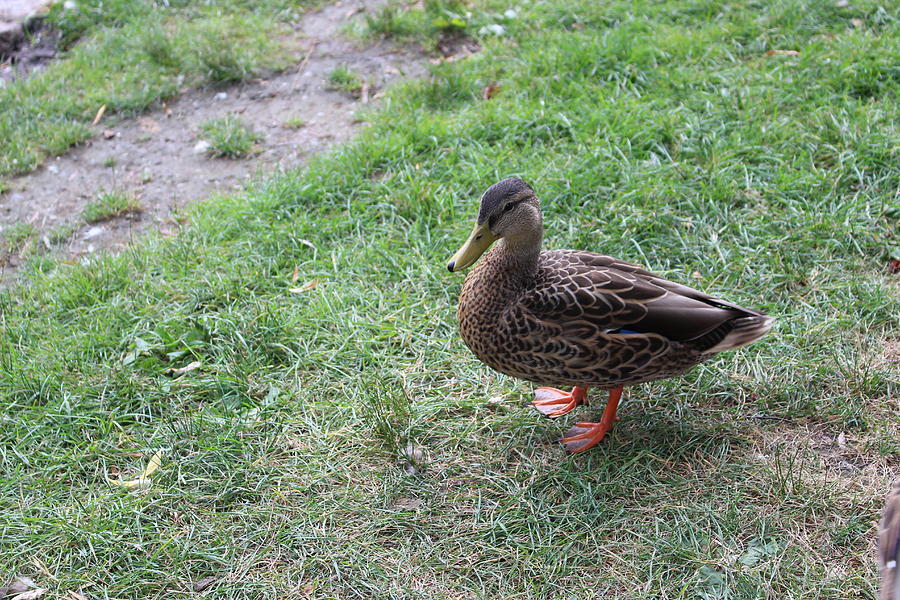 Duck Photograph - Duck in Boston Commons by Laura Smith