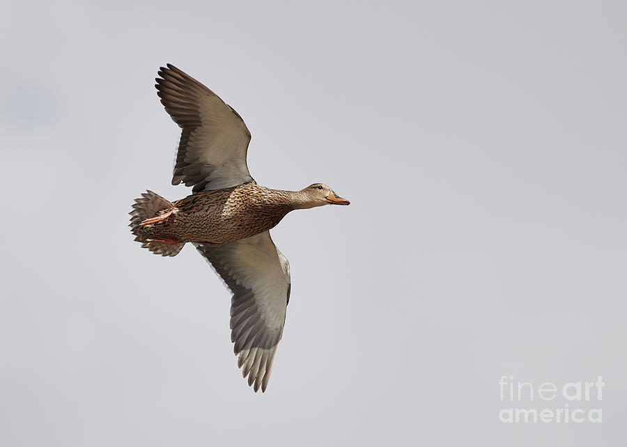 Duck In-Flight Photograph by Robert WK Clark