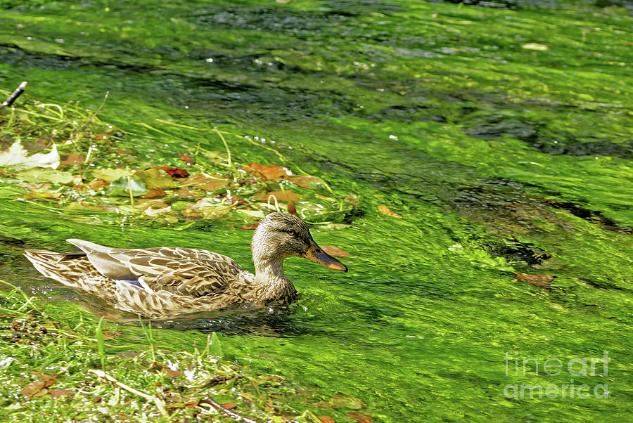 Duck in Green Stream in Ireland Photograph by Natural Focal Point Photography