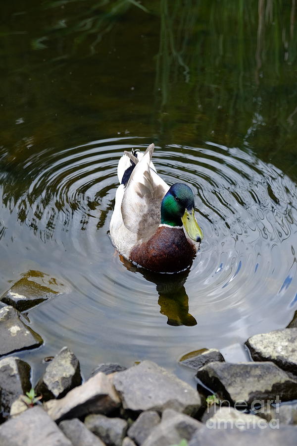 Duck in Pond Photograph by Mini Arora