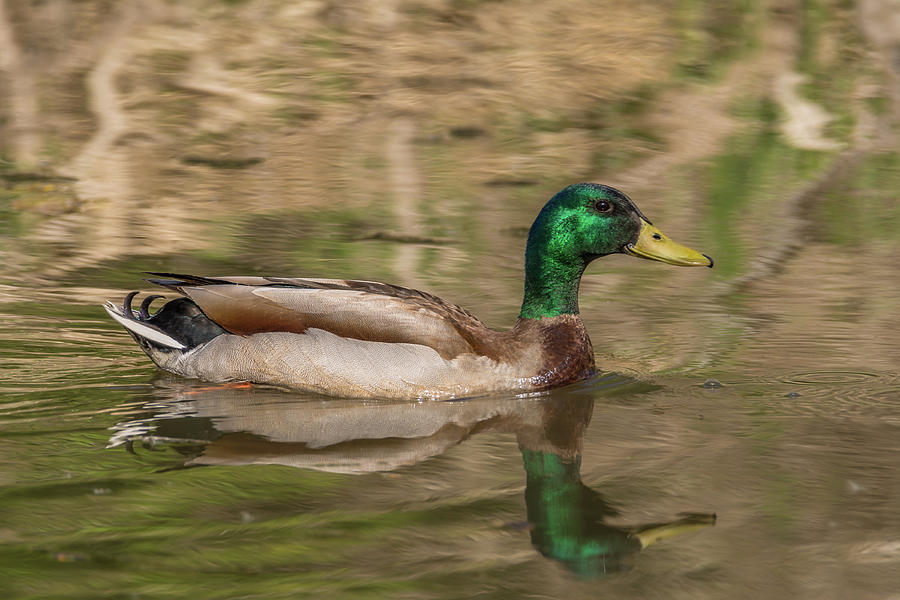 Duck In Ravenna Creek Photograph