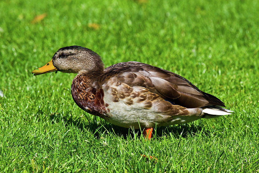 Duck Photograph - Duck In The Grass - Female Mallard by Marie Jamieson