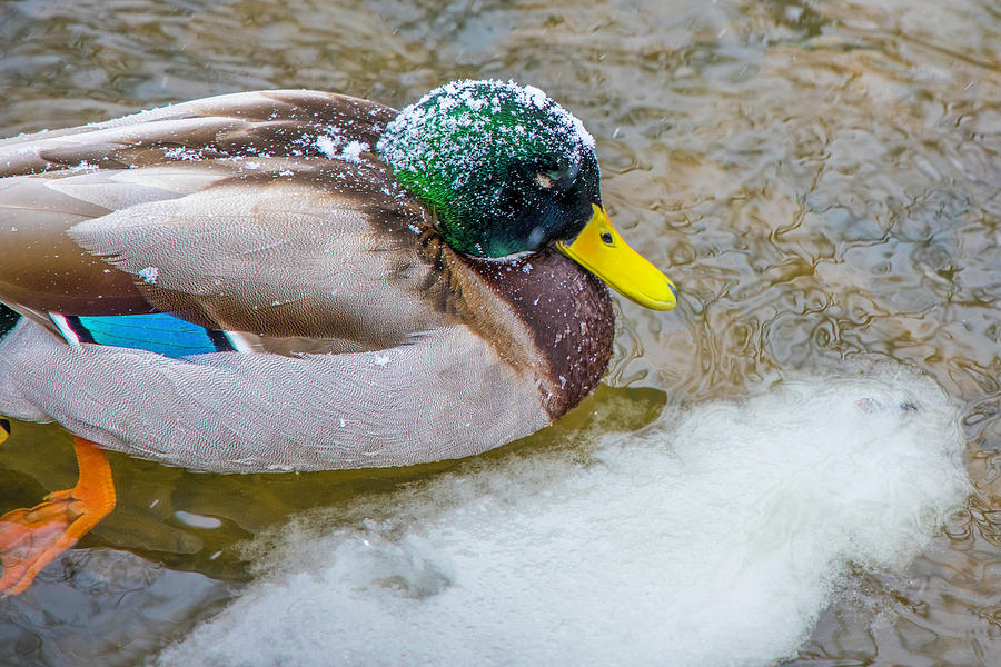 Duck in the Red Cedar River  Photograph by John McGraw