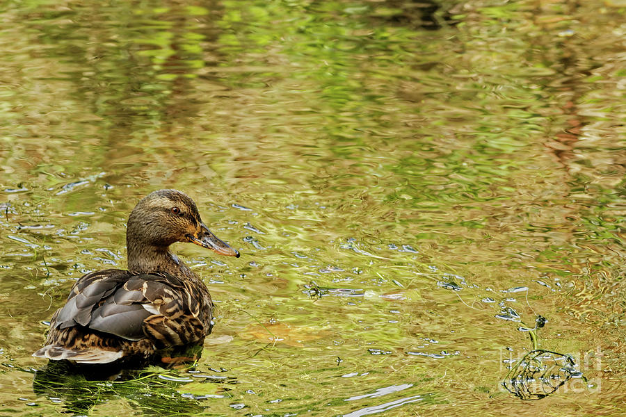 Duck in the Stream Photograph by Natural Focal Point Photography