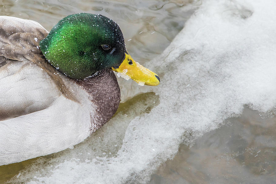 Duck in the Winter  Photograph by John McGraw
