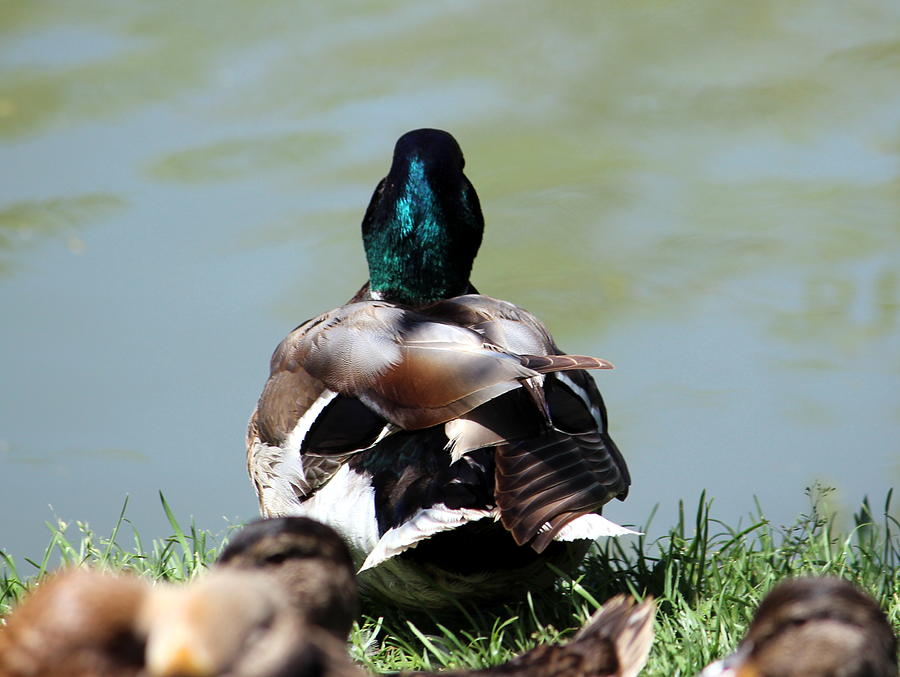 Duck Photograph by Jean Evans