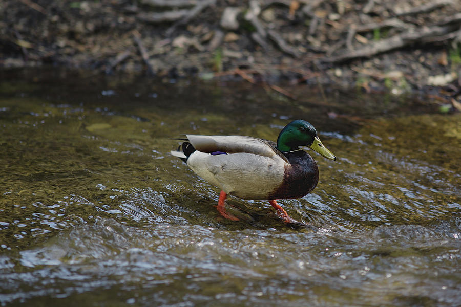 Mallard Duck  Photograph by Julieta Belmont