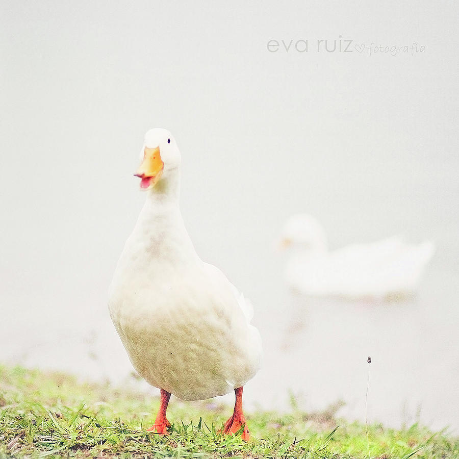 Duck Photograph by La Bicicleta Vermella