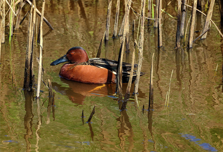 Duck lOrange Photograph by Jon Exley