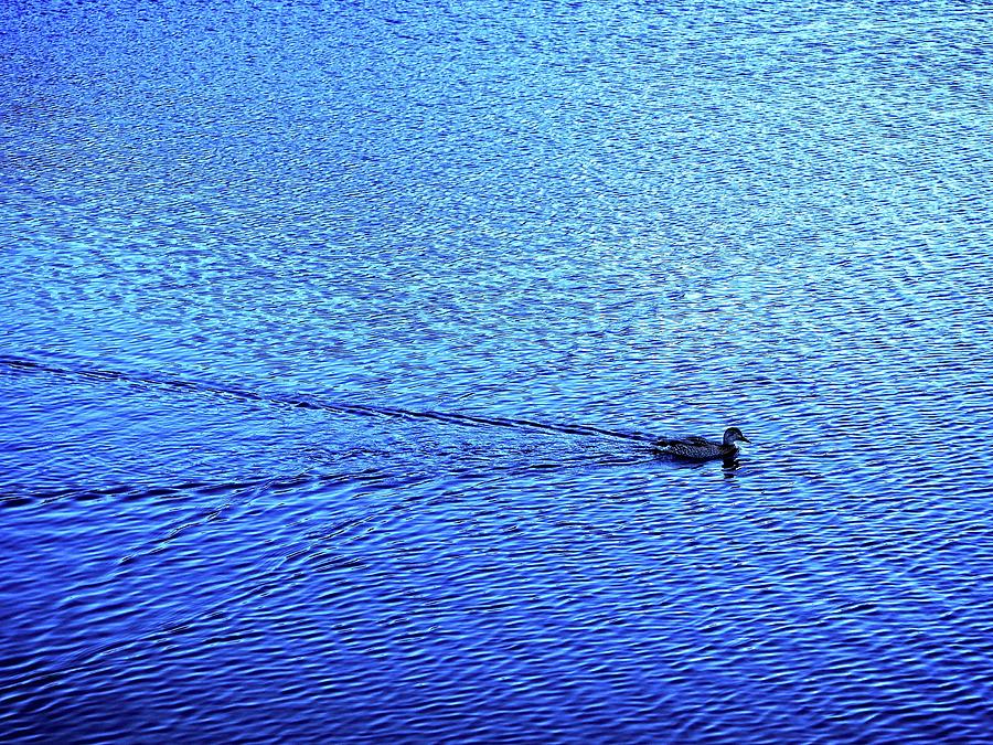 Duck on blue lake Photograph by Martin Smith