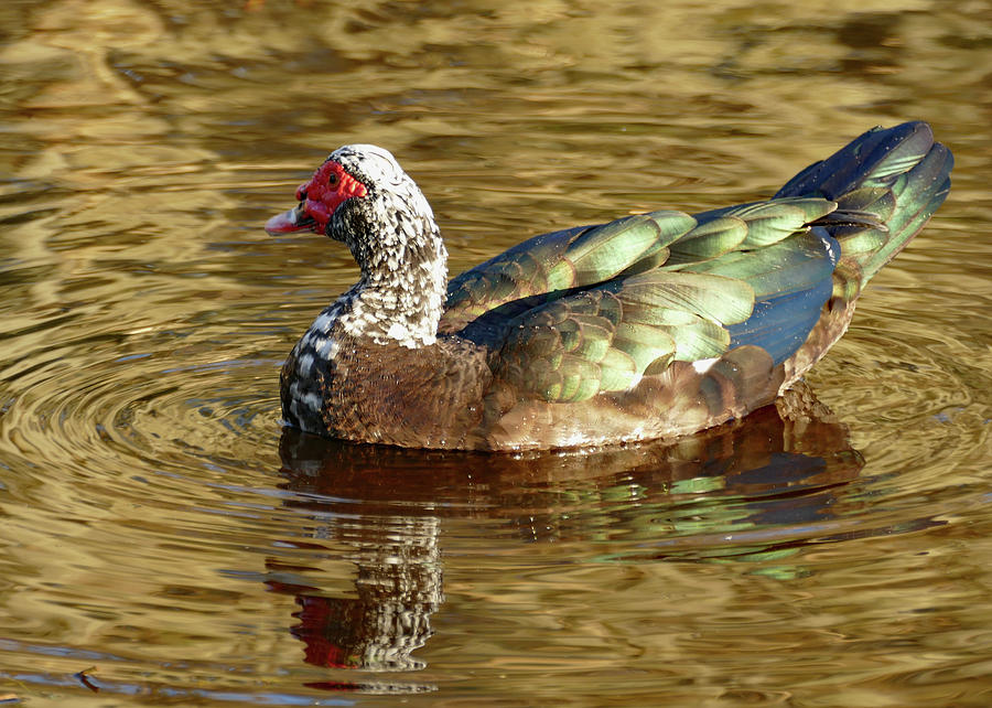 Duck on Golden Pond Photograph by Margaret Zabor