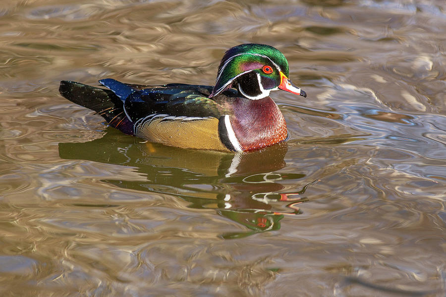 Duck on Golden Waters Photograph by Lynn Hopwood
