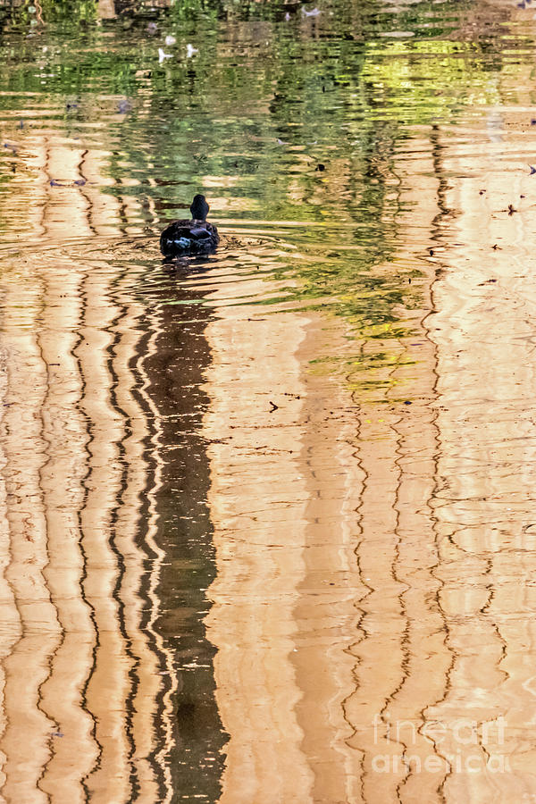 Duck on Reflections Photograph by Kate Brown