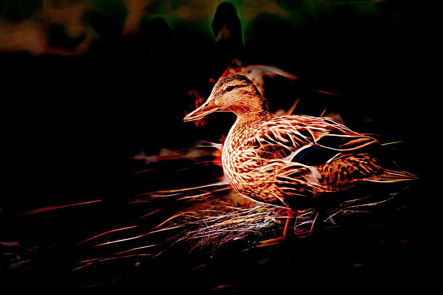 Duck on Shore NIght Photograph by Don Northup