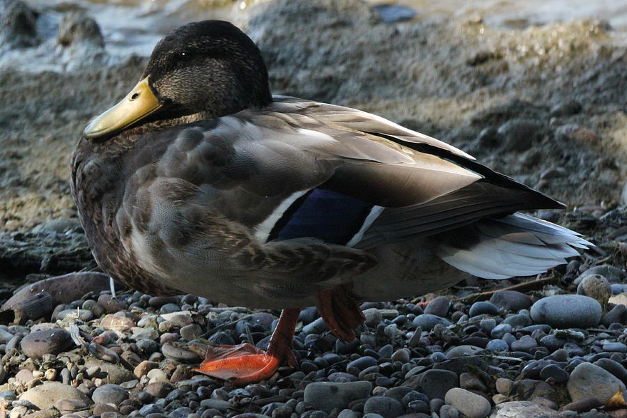 Duck on the Shore, Lake Ontario Photograph by Gerald Salamone