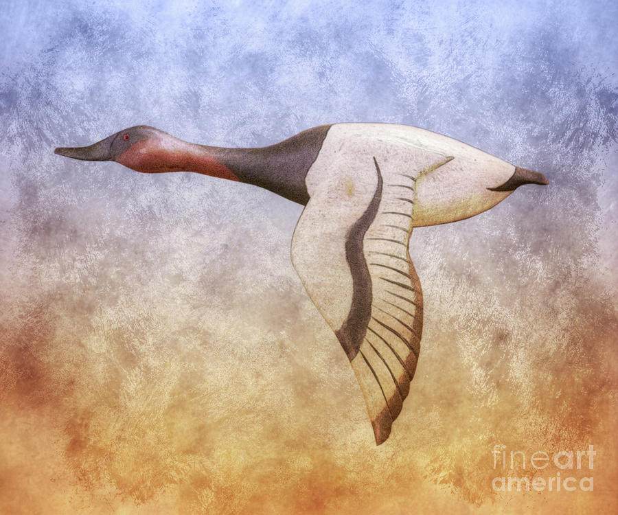 Duck on the Wing Digital Art by Randy Steele