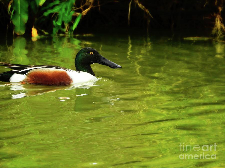 Duck Pond Photograph by Ella Kaye Dickey