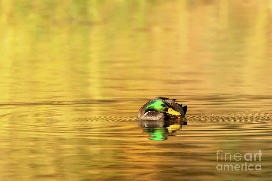 Duck Series - On Golden Pond - Mallard Photograph by Beve Brown-Clark Photography