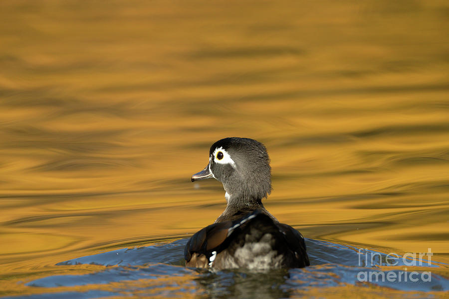 Duck Series - On Golden Pond - Wood Duck Photograph by Beve Brown-Clark Photography