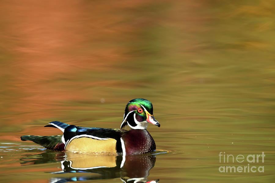 Duck Series - Wood Duck - Morning Glow Photograph by Beve Brown-Clark Photography