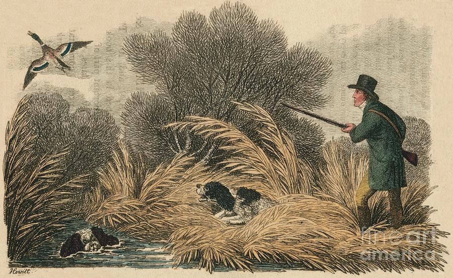 Duck Shooting Drawing by Print Collector