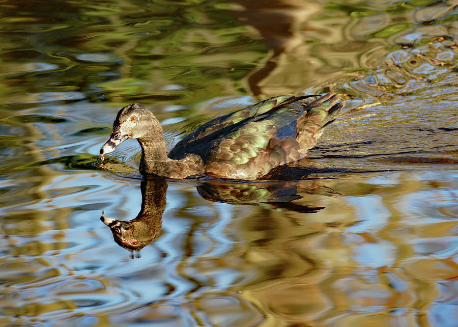 Duck Speed Swimming Photograph by Margaret Zabor