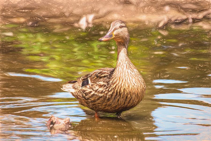 Duck Standing in Water Colored Pencil Photograph by Don Northup