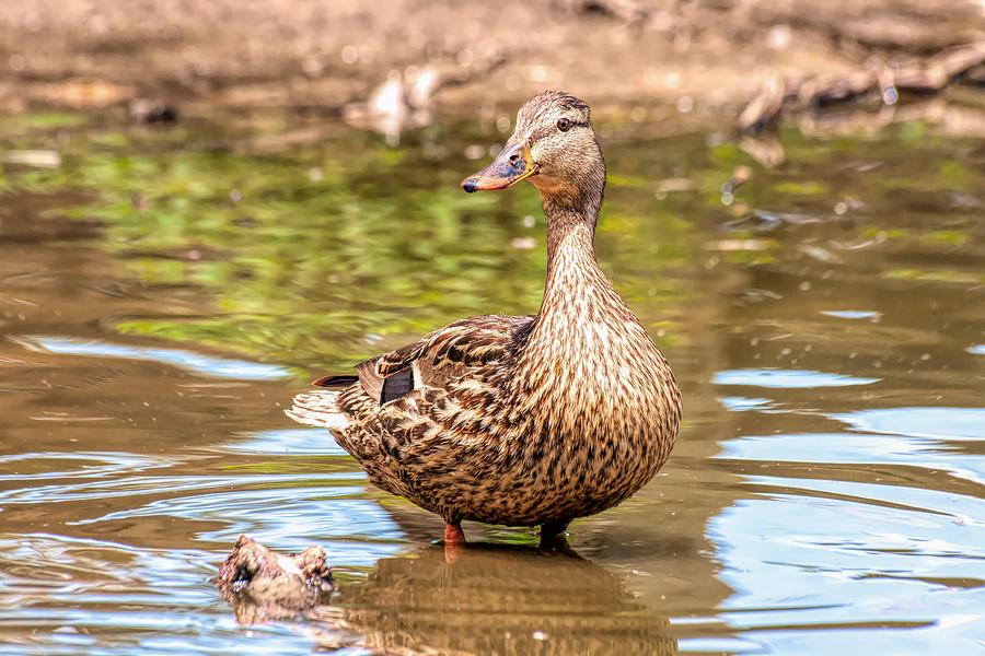 Duck Standing in Water Photograph by Don Northup