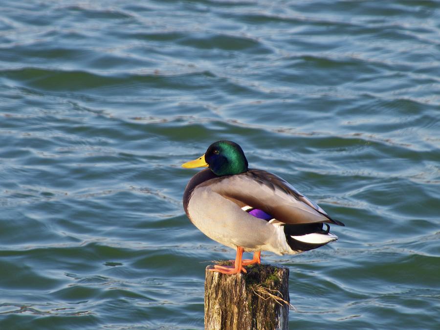 Duck Standing On Stake Photograph by Xstreephoto