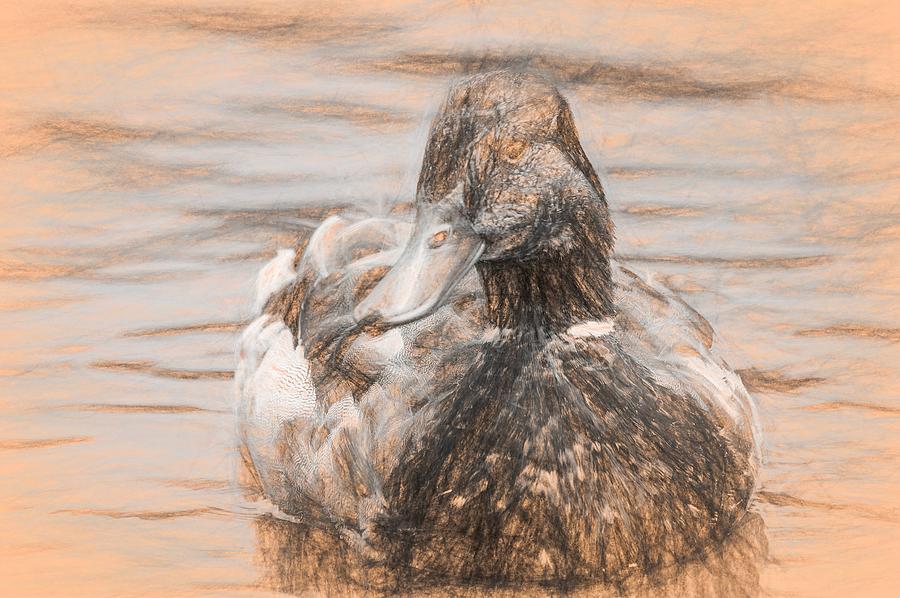 Duck Swimming in Lake da Vinci Photograph by Don Northup