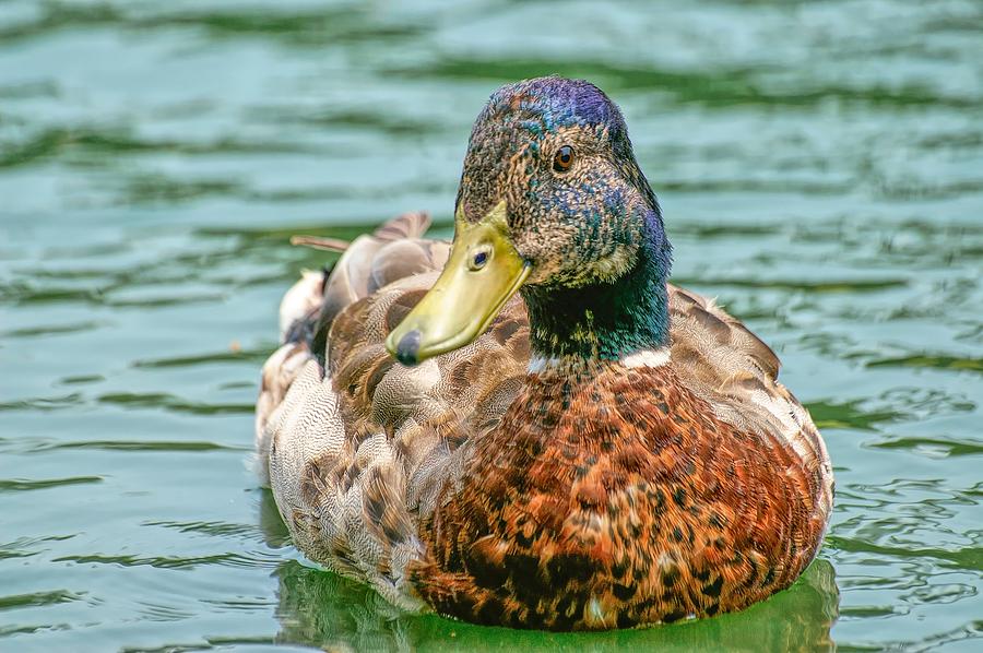 Duck Swimming in Lake Photograph by Don Northup