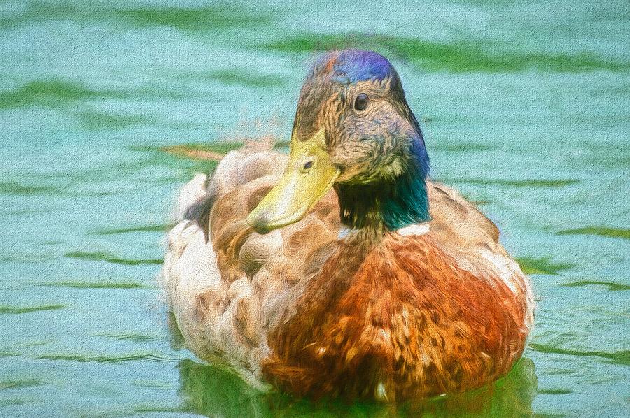Duck Swimming in Lake Painted Photograph by Don Northup