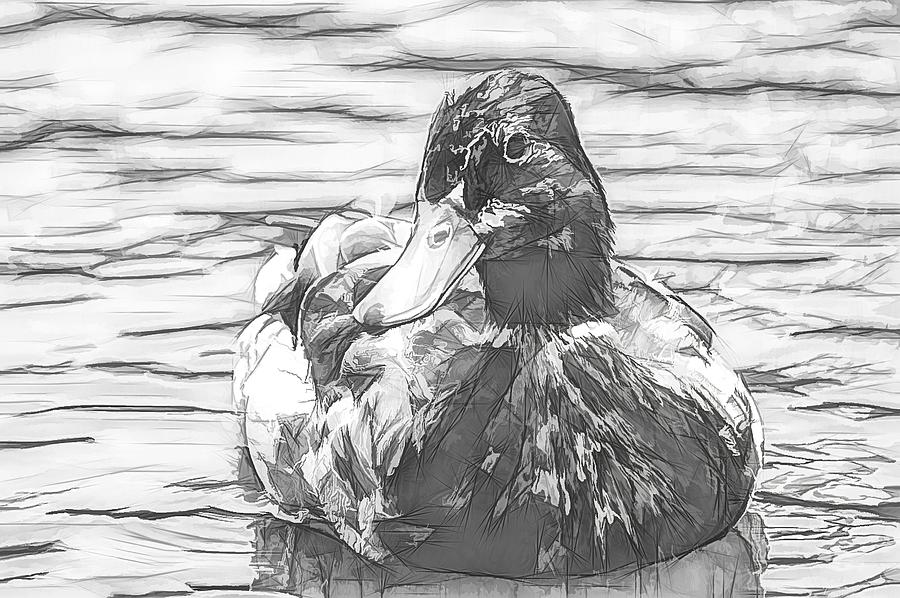 Duck Swimming in Lake Sketchy Photograph by Don Northup
