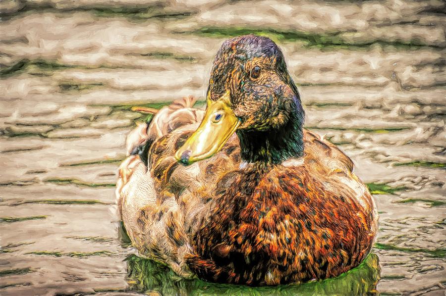 Duck Swimming in Lake Toned Photograph by Don Northup