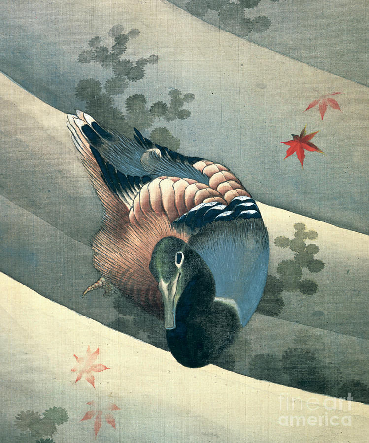 Duck Swimming In Water, 1847. Artist Drawing by Print Collector