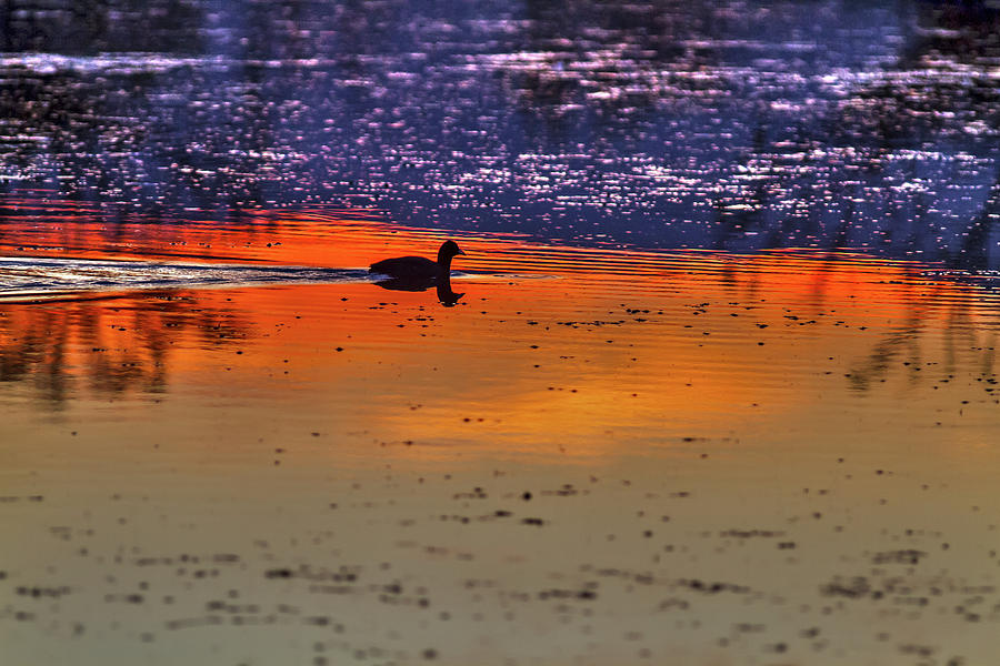 Duck Swimming On Lake Sunset  Photograph by Alon Mandel