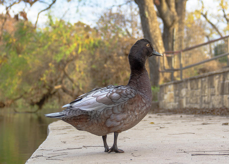 Duck Tail Photograph by Amy Sorvillo
