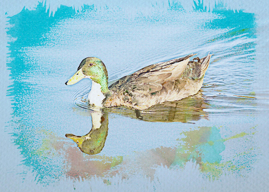 Duck Watercolor Digital Art by Alison Frank