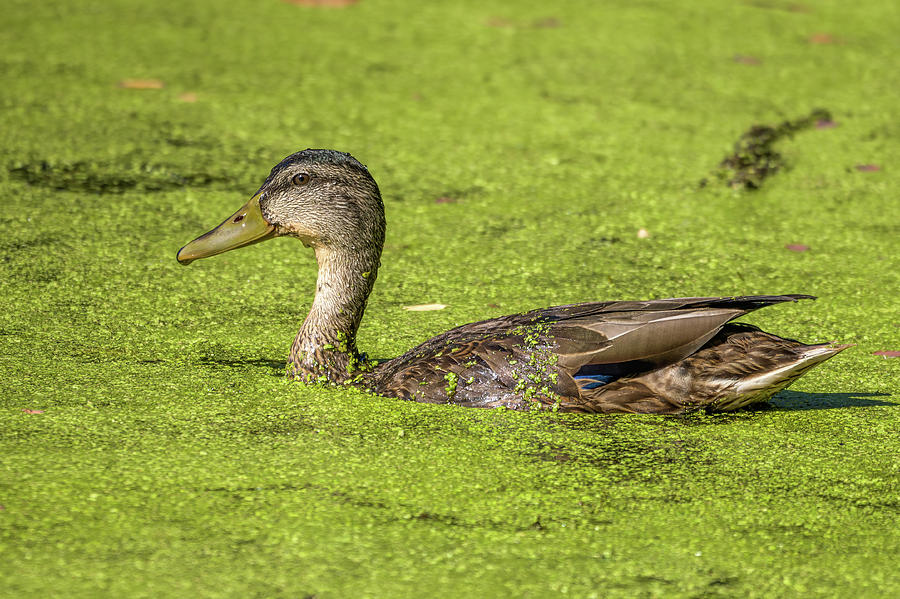 Duck Weed Photograph by James Overesch