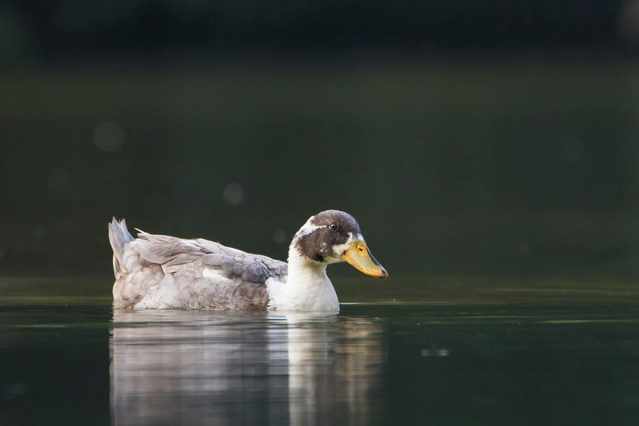 Nature Photograph - Duck by Yazir Zubair