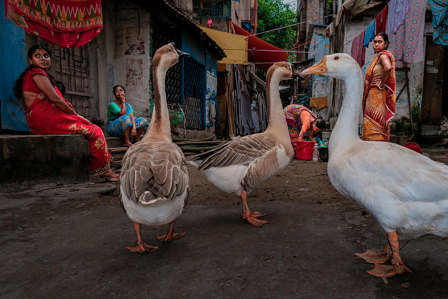 Duck You Photograph by Kuntal Biswas