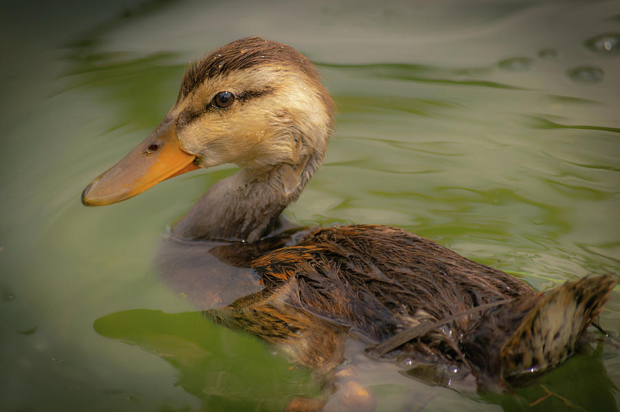 Duckling Photograph by Aaron Geraud