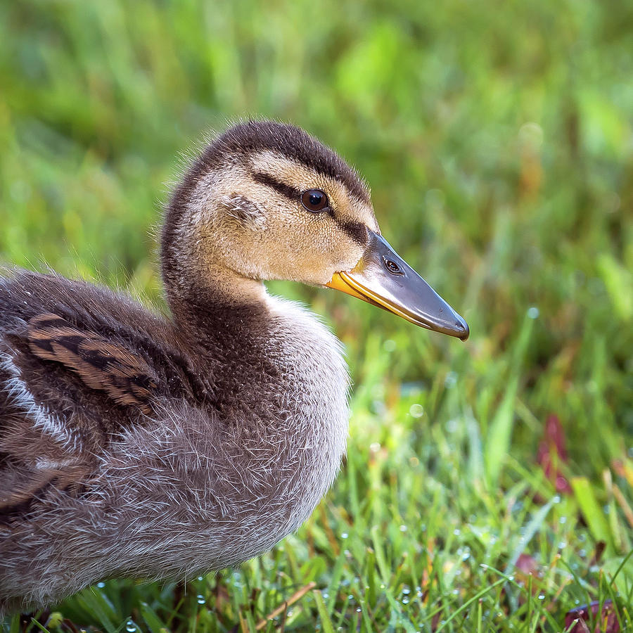 Duckling - Lions Head, Ontario Photograph by Rick Shea