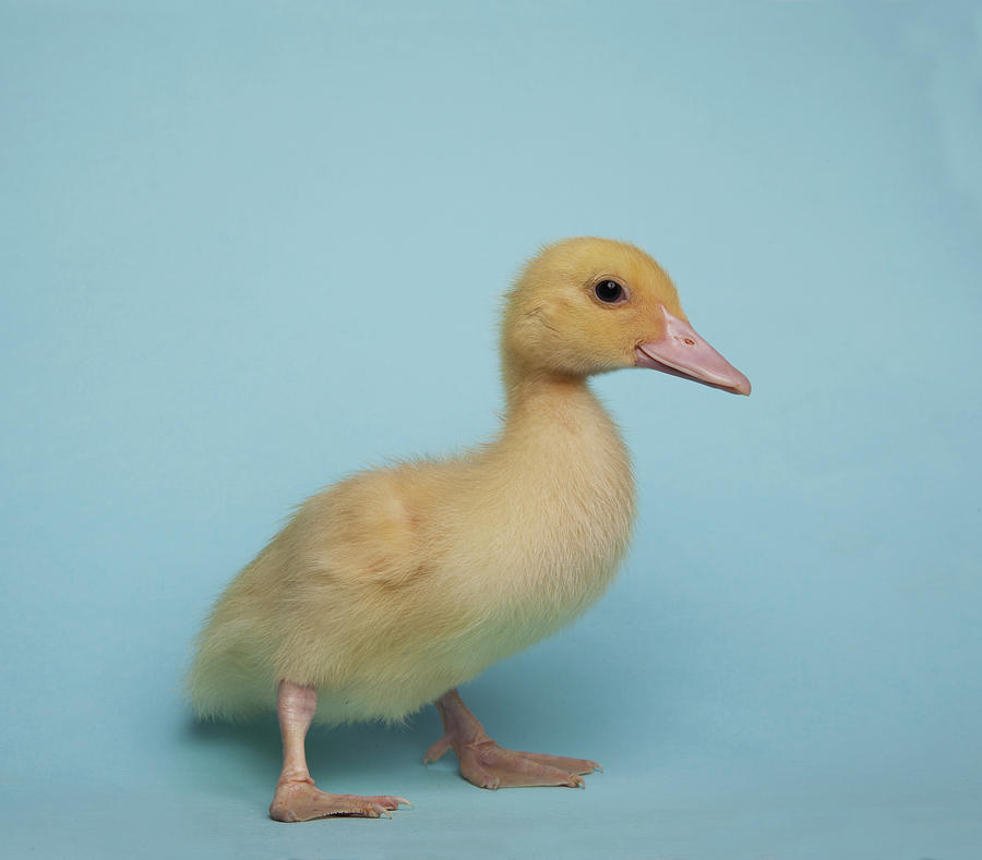 Duckling On A Sky-blue Background Photograph by Buena Vista Images