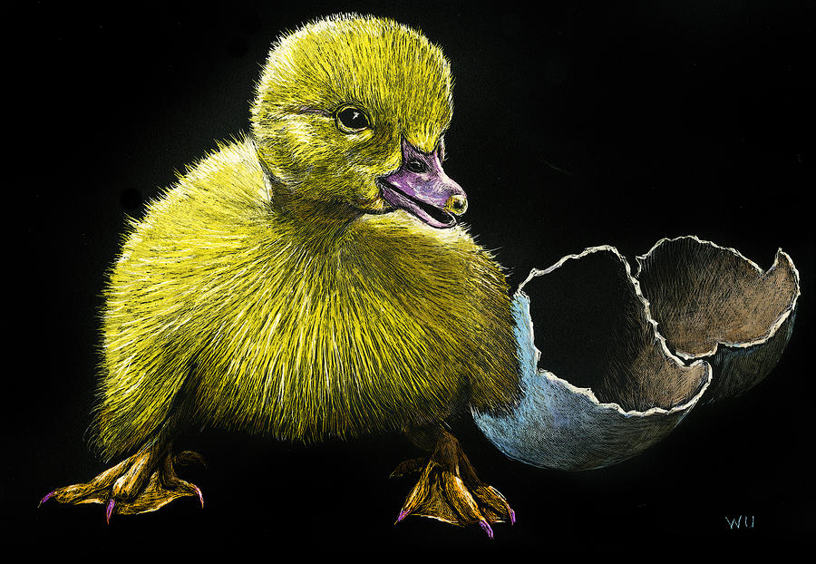Duckling Drawing by William Underwood