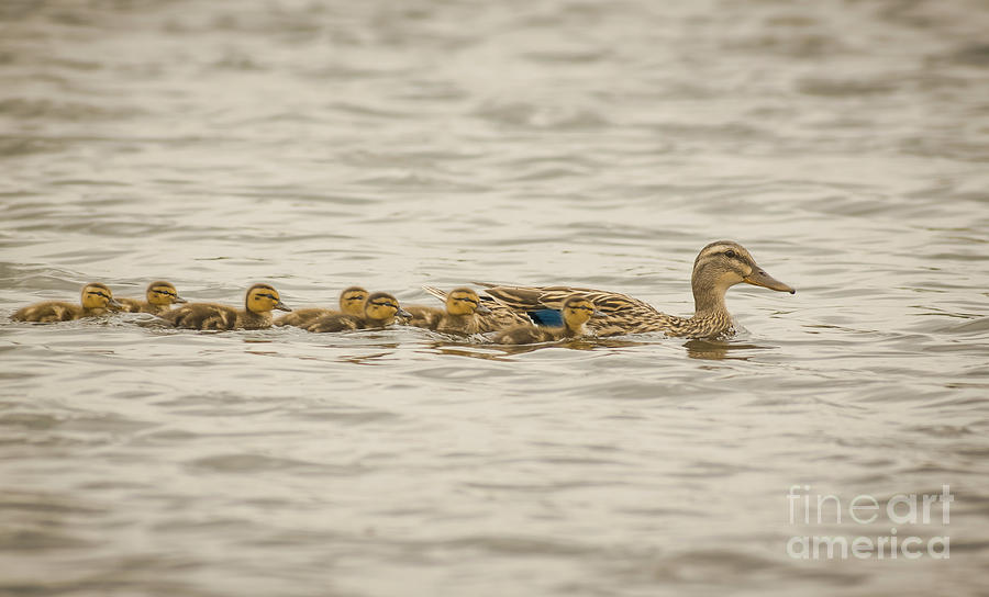 Ducklings First Time Out Photograph by Robert Frederick