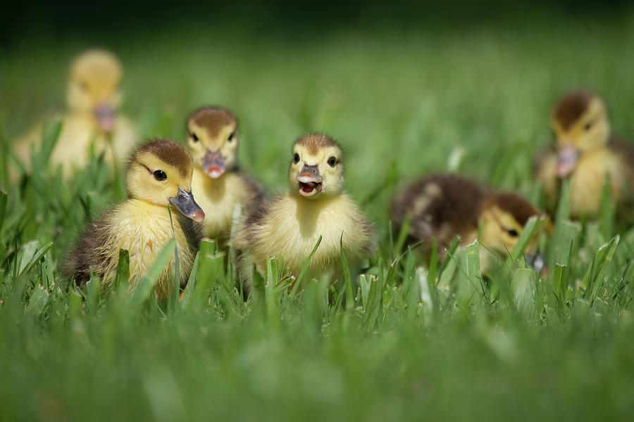 Ducklings On Grass Photograph by Gary Seloff