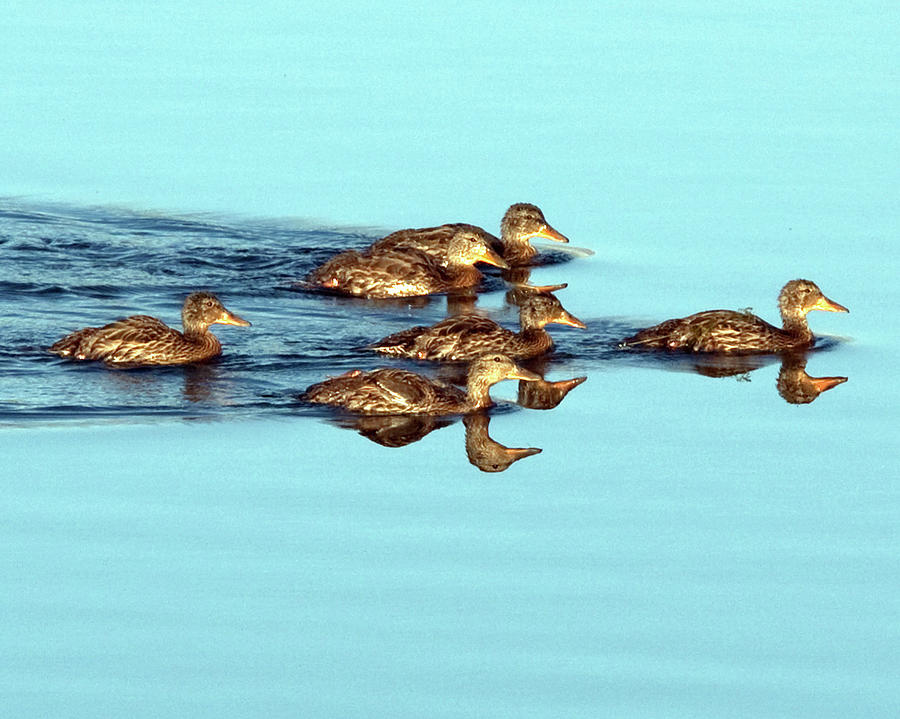 Ducklings Swimming Photograph by Michael Riley - Fine Art America