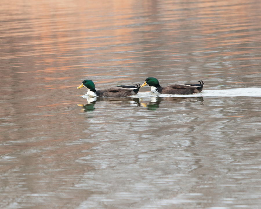 Ducks 4282 Photograph by John Moyer